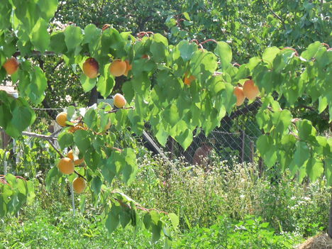 P1450971