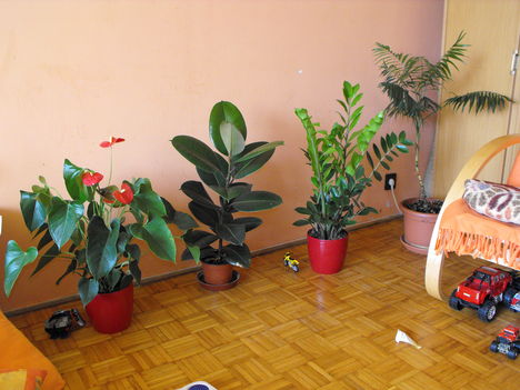 A négy trópusi