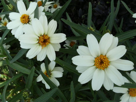 DSCF9431