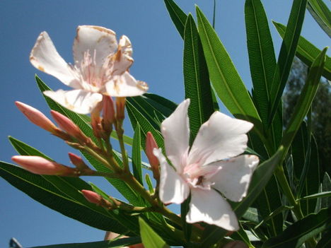 leander