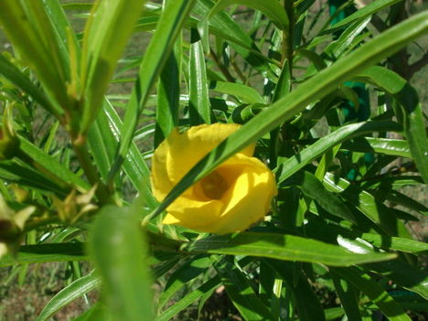 perui leander