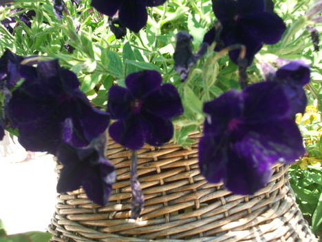 petunia2