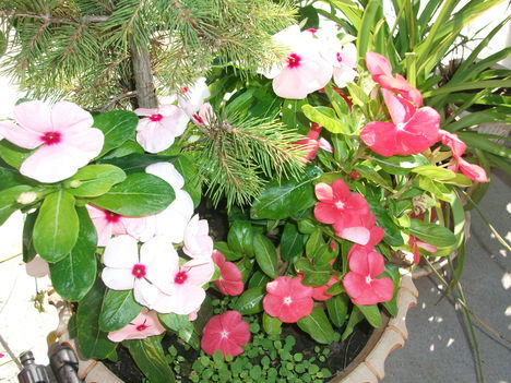 vinca