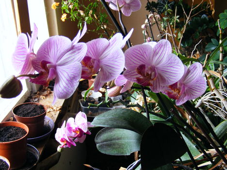 Lepke Orchidea  / Idös tövek/ 2