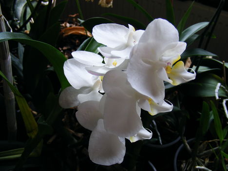 Lepke Orchidea  / Idös tövek/ 5