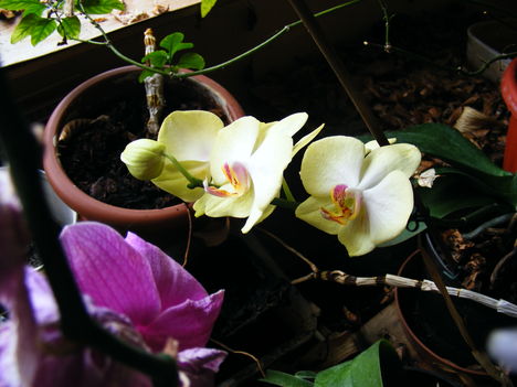Lepke Orchidea  / Idös tövek/ 6