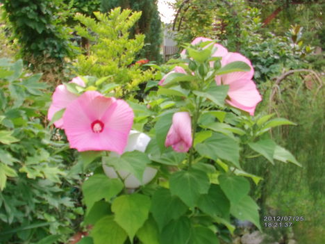 Hibiszkusz 6