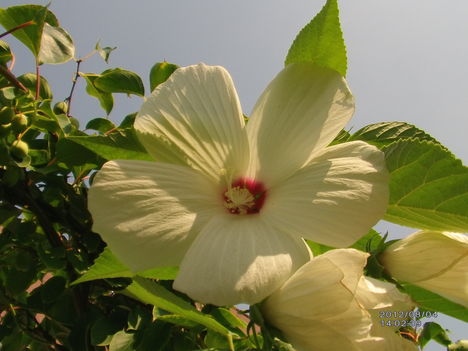 Hibiszkusz fehér