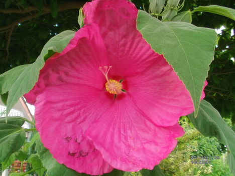 Hibiszkusz II