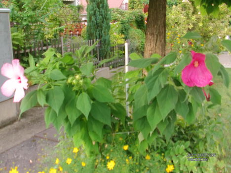 Hibiszkusz IV