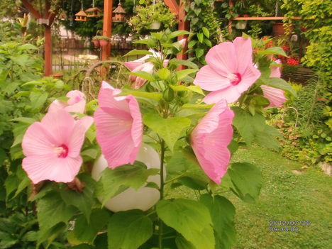 Mocsári hibiszkusz 1