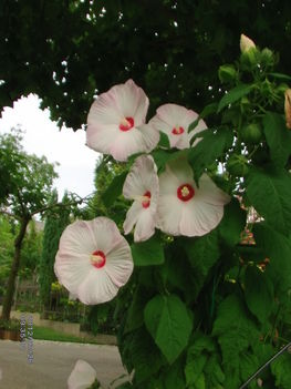 Mocsári hibiszkusz 8