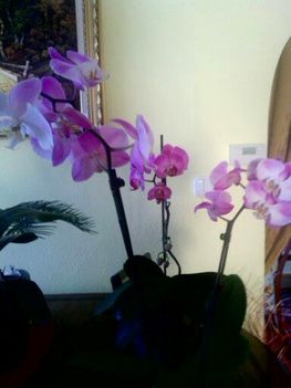 Orchidea 1.