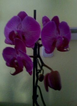 Orchidea 2.