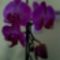 Orchidea 2.
