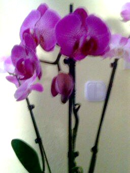 Orchidea 3.