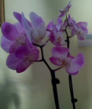 Orchidea 4.