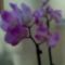 Orchidea 4.