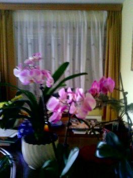 Orchidea 5.