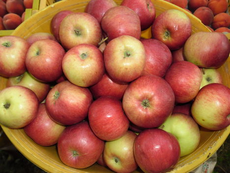 Nyári alma