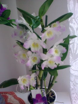 Különleges orhideám :)