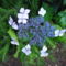 Érdeslevelű hortenzia...(hydrangea aspera villosa)