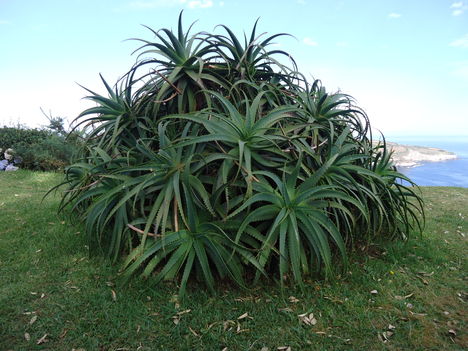 Fásodo  aloe bokor (aloe arborenses)