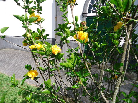 Hibiszkusz bokor