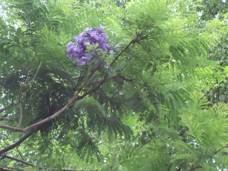 Mimózalevelű jakaranda virága