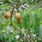 Valódi tea  (Camellia sinensis vagy Thea  sinensis)