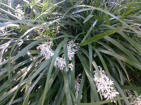 Rizómás növény, kb. 15-20cm-es, illatos virágokkal..KÍGYÓSZAKÁLL (ophiopogon)..