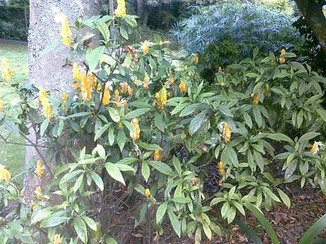 Sárga nyalókavirág  (pachystachys lutea)