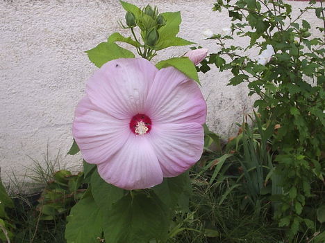 Hibiskus