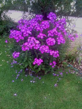 Kicsit eltérő színű Phlox