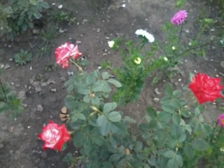 rózsáim