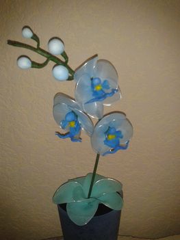 Szakállas orchidea1