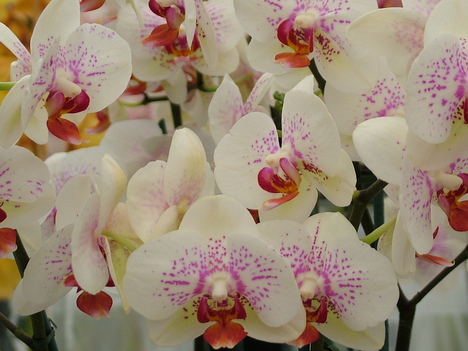 Színes orchidea