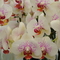 Színes orchidea