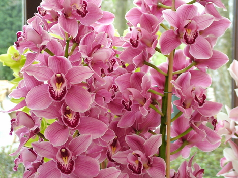 Színes orchideák