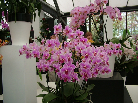 Színes orchideák