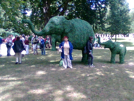 zöld elefánt előtt 