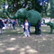 zöld elefánt előtt 