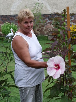 2100 Hibiszkusz Újkér 004