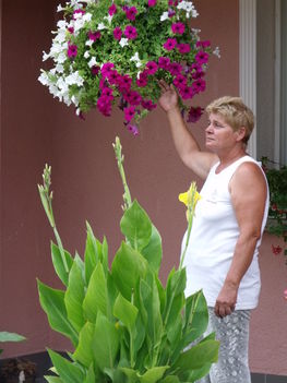 2100 Hibiszkusz Újkér 014