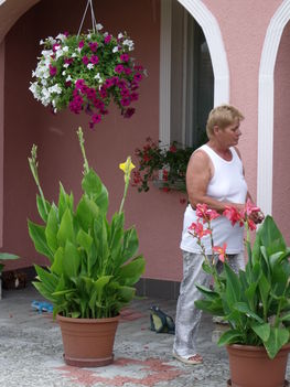 2100 Hibiszkusz Újkér 015