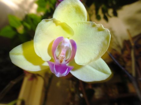 DSC06098; Phalaenopsis