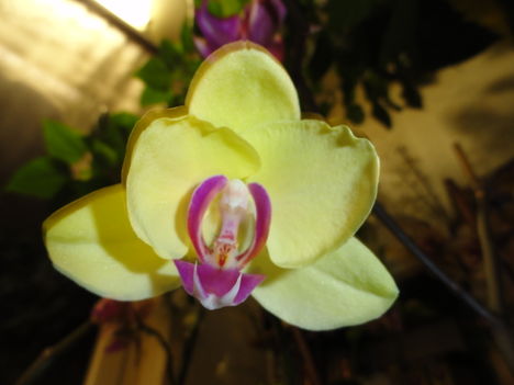 DSC06099; Phalaenopsis