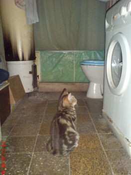 Macska figyeli a mosógépet