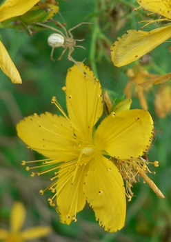 orbáncfű-virág-pókkal