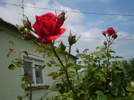 Rózsa és a házunk.